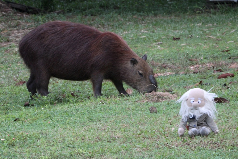 capybara and darwin